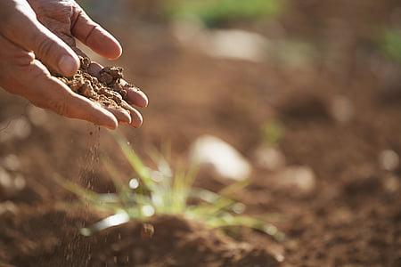 soil, plant, earth, dirt, nature, agriculture, growth