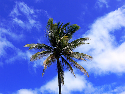 Palma, arbre, brillant, tropical, blau, cel, núvols blancs