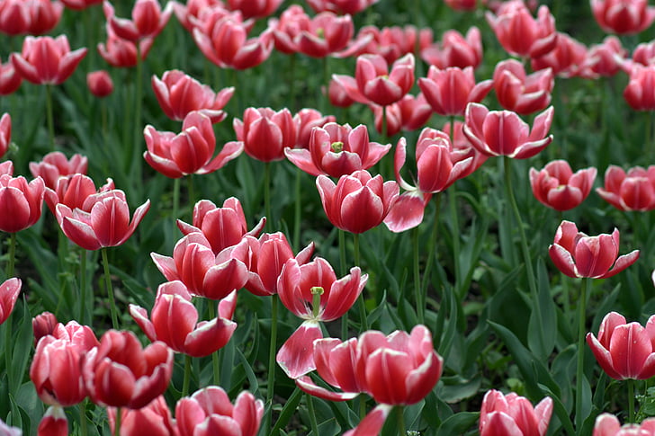 Tulipani, rosso, Camp, fiori, tulipano, natura, tempo di primavera