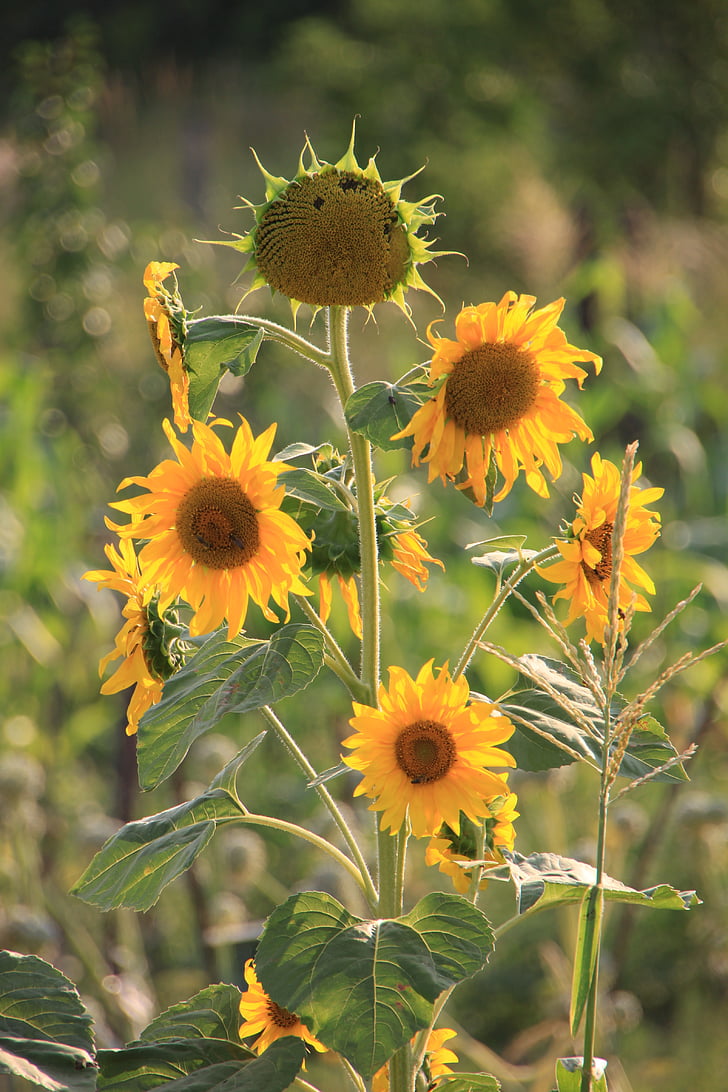 bunga, Helianthus, matahari, bunga matahari, bunga matahari, kuning, tanaman