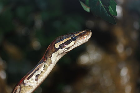 serpent, python boule, Python regius, beauté, Or, ballpyhton, Mojave