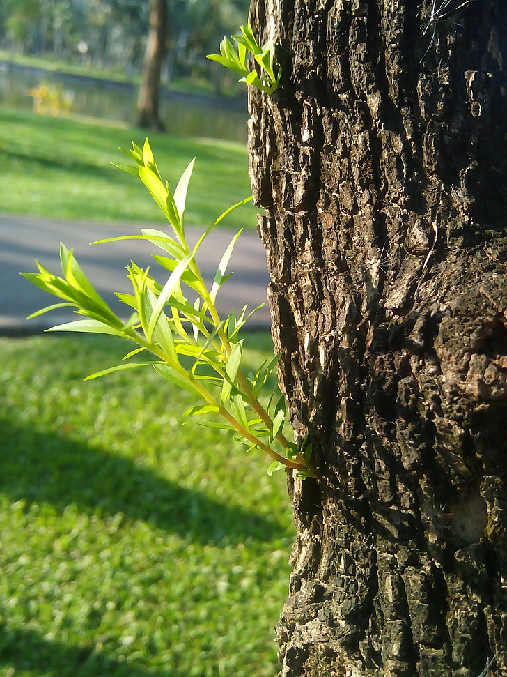 arbre, Gaules, la quantité de lumière, plante, croissance, vert, rafraîchissant