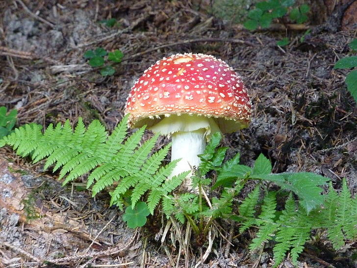 fly agaric, mushroom, spotted, red fly agaric mushroom, forest mushroom, fungal species, forest floor