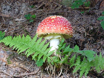 Fly agaric, houby, skvrnitý, červená muchomůrka houby, lesní houby, plísňové druhy, Lesní půda