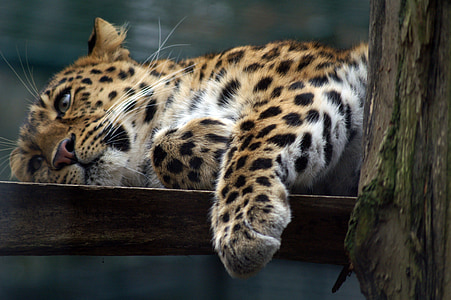 léopard, chat, prédateurs, Wildcat, ennui, patte, fermer