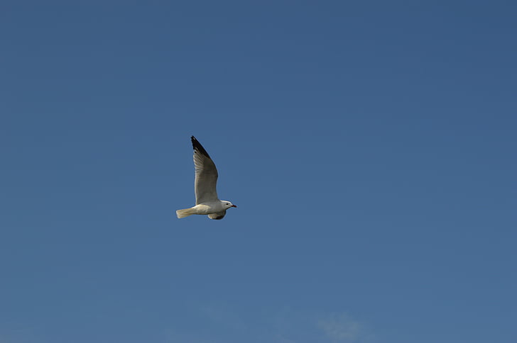 seagull, sky, ave, bird, fly, flying, birds