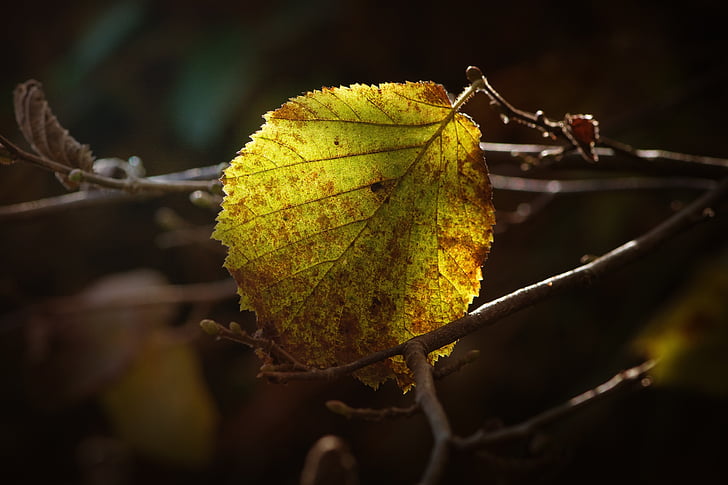 leaf, autumn leaf, forest, colored, fall color, light and shadow, nature