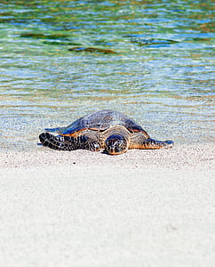 tortoise, seashore, daytime, beach, ocean, water, ocean beach