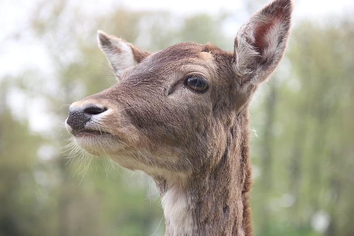roe deer, close, wildlife photography, one animal, animal themes, animals in the wild, animal wildlife