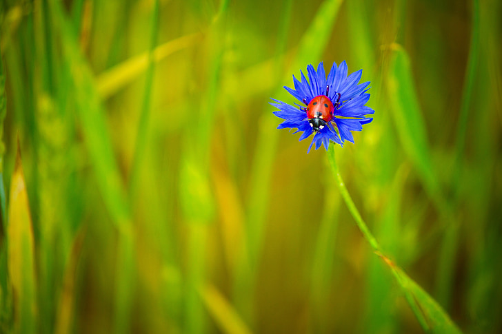 Centaurea, zila, zilu ziedu, mārīte, kukaiņi, ziedi, vasaras