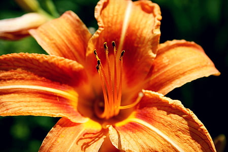 orange flower, nature, summer, plant, flower, close-up, petal