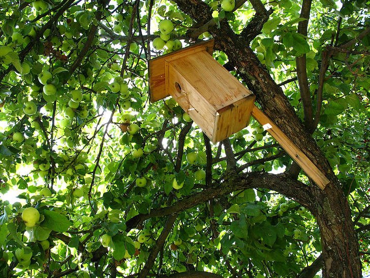 Birdhouse, albero, albero di mele, vivere la natura, Villaggio, verde, alimentatore