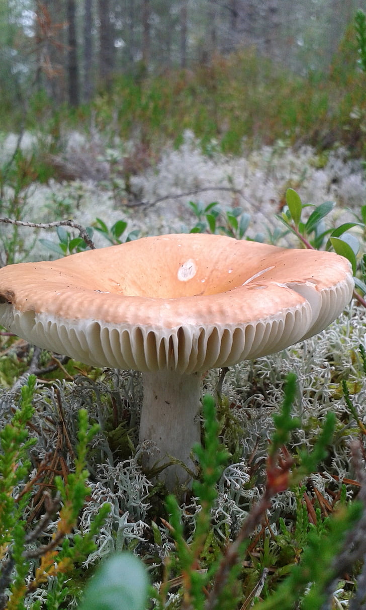 jamur, di hutan, musim gugur
