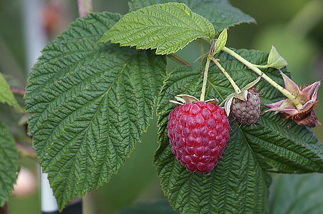 raspberries, mature, fruit, malin, bush, foliage, the peduncle