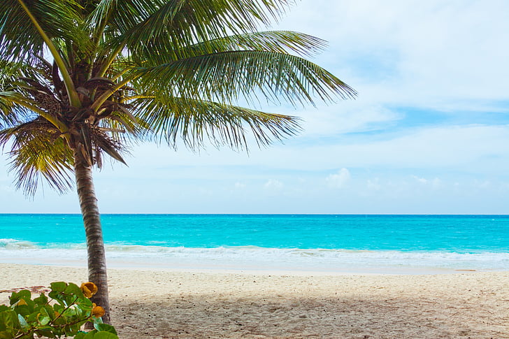Beach, krásny, modrá, pobrežie, Príroda, Ocean, Palm