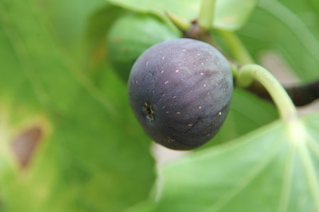 Fig, figuier, fruits, manger, arbre, vert, véritable lâche