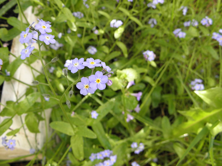 forget me not, flower, flowers, pointed flower, meadow, wildlbume