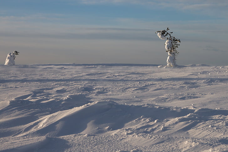 vent, l'hivern, Finlàndia, Lapònia, fred, arbre