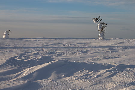 Вітер, взимку, Фінляндія, Лапландія, холодної, дерево
