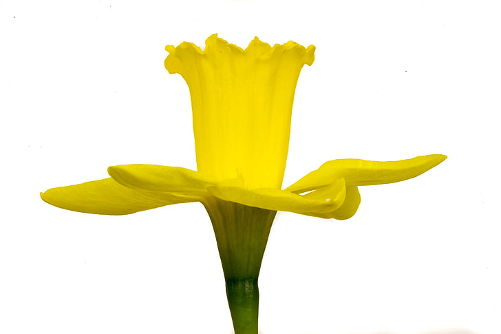 Narcis, flor, amarillo, fondo blanco, floración, marco, aislado