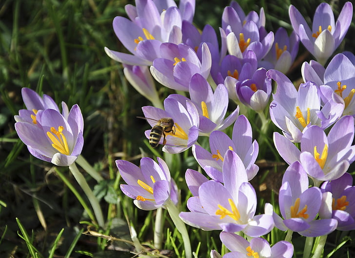 Crocus, abeja, flor, polinización, azafrán del resorte, violeta, bloomer de principios