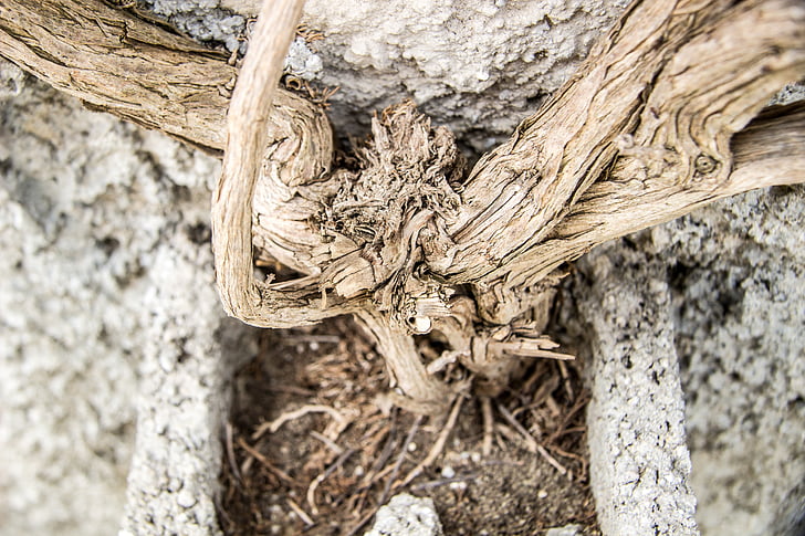 roots, old roots, wood, root, wall