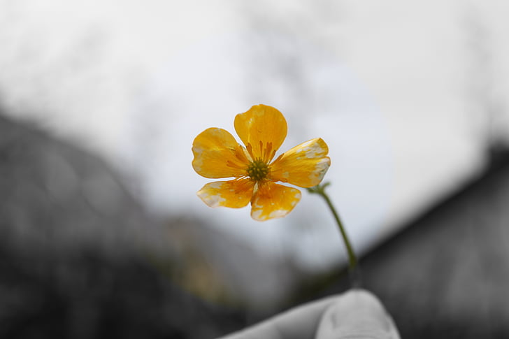flower, nature, spring, plant