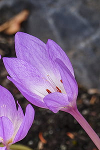 紫, 花, 秋, herbstzeitlose, colchium 牛, 毒性, オータム クロッカス
