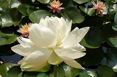 Lotus, bunga, Nelumbo nucifera, air, Taman, mekar, putih