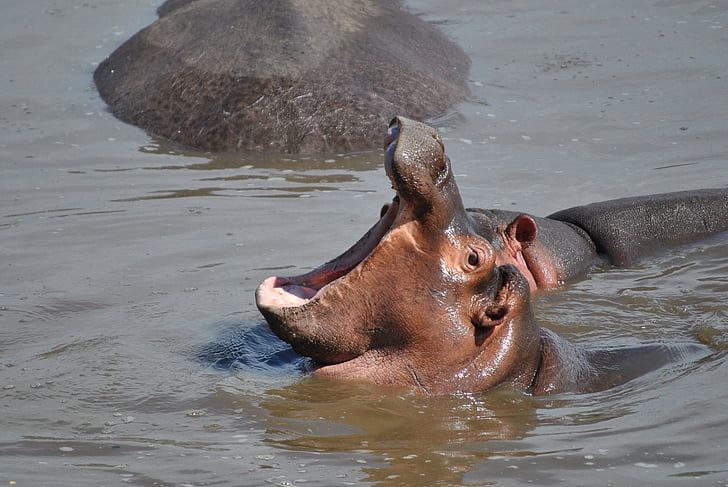 Hippo, bébé, hippopotame, l’Afrique, Parc national, animal, faune