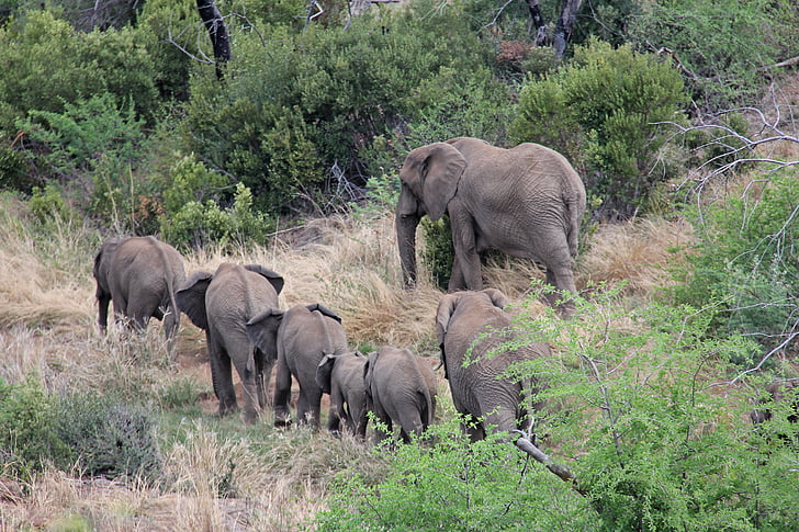 éléphants, excitant, aventure, Safaris, Scenic, belle, intéressant