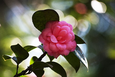 Hoa, màu hồng, Hoa, nhẹ nhàng, thực vật, Đẹp, Hồng Hoa