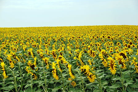 sunflowers, field, yellow, summer, blue, sky, nature