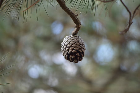 cone, pine, seed, pine cone, tree, conifer, coniferous