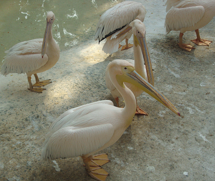 pelicanos, aves, animais, voar, asas, pena, vida selvagem
