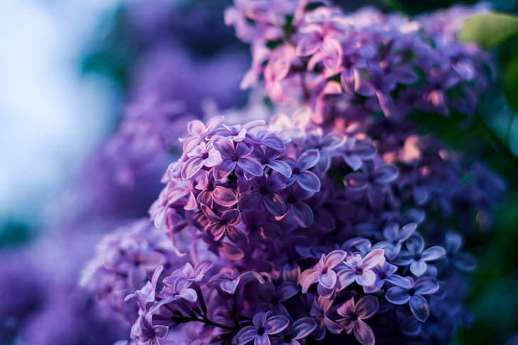 tanpa, bunga ungu, no ungu, Bokeh, bunga-bunga ungu, ungu, bunga filoletowy