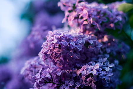 без, Сиреневый цветок, фиолетовый нет, Боке, фиолетовые цветы, фиолетовый, filoletowy цветок