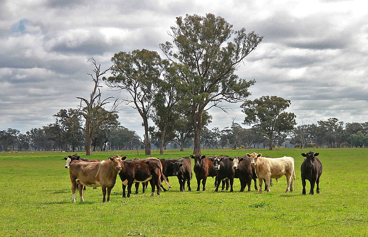 ganado, Australia, Victoria, paisaje, paisaje, natural, al aire libre