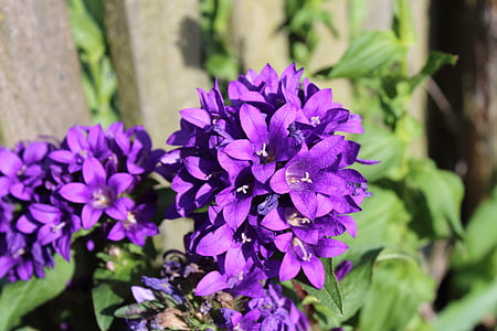 makro, violetinė, gėlė, violetinė gėlė, žydi, violetinės gėlės, sodas