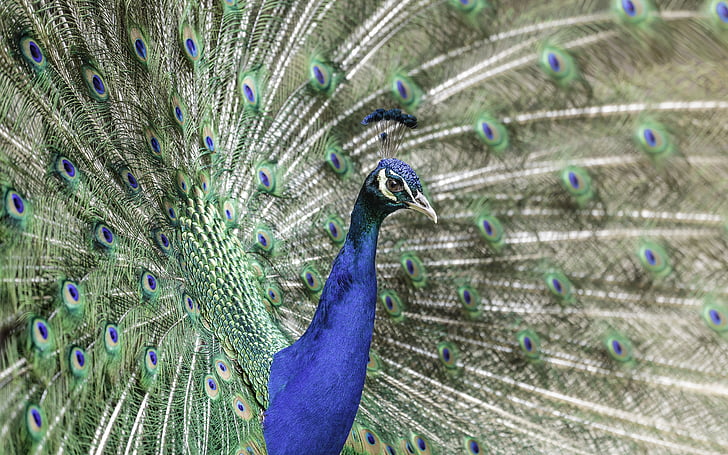 dier, dieren fotografie, vogel, veren, HD wallpaper, Peacock, Pauw