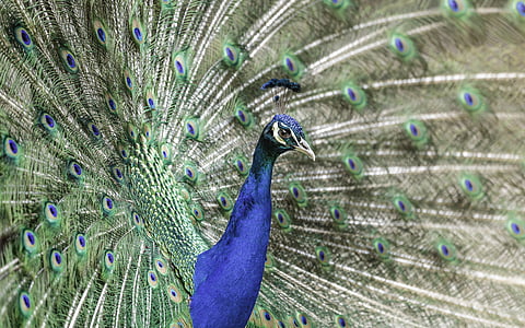 eläinten, eläinten valokuvausta, lintu, höyhenet, HD tapetti, Peacock, peafowl