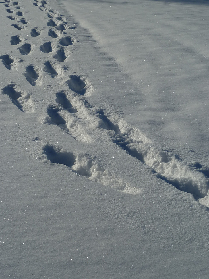 neu, traces, l'hivern, carril de neu, hivernal, traça, pistes en la neu