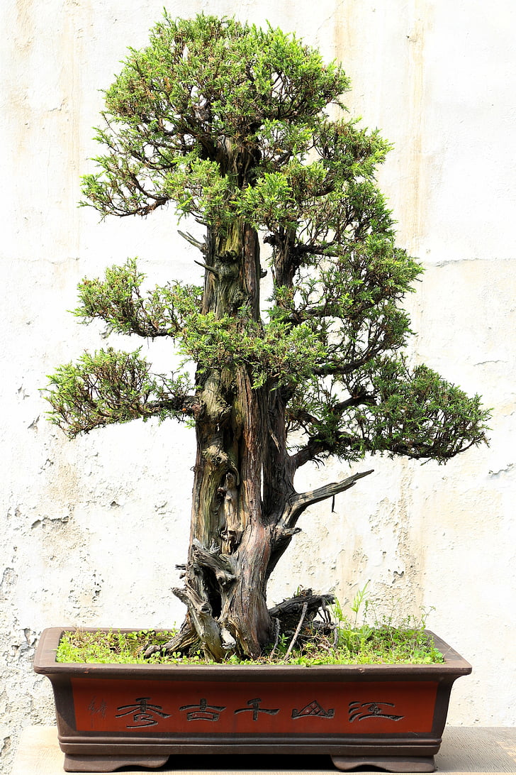 bonsai, drvo, biljka, Japan, opuštanje, mini, tradicionalni