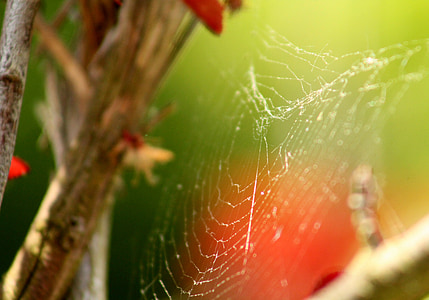 Web, ramo, verde, rosso, foglio, natura, albero