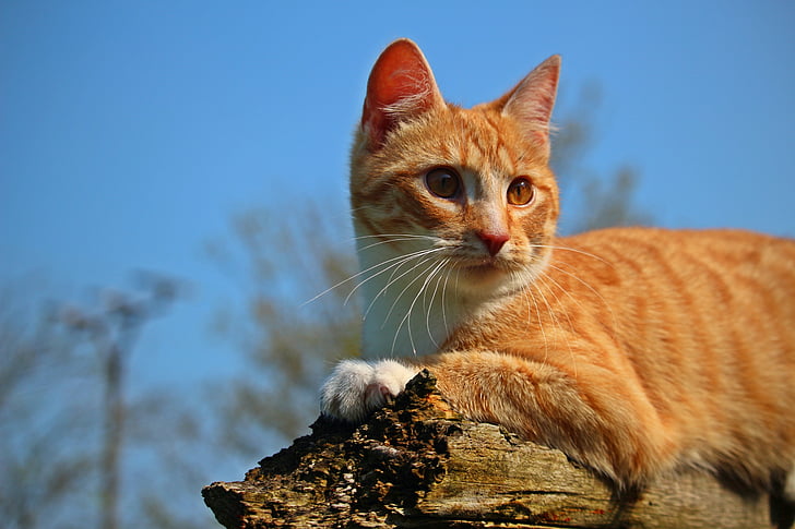 γάτα, γατάκι, mieze, σκουμπρί κόκκινο τιγρέ, κόκκινο γάτα, cat τίγρης, σκουμπρί