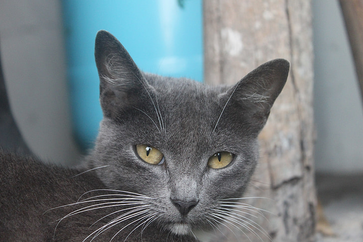 katten, grå, stor-eared, katten ansikt