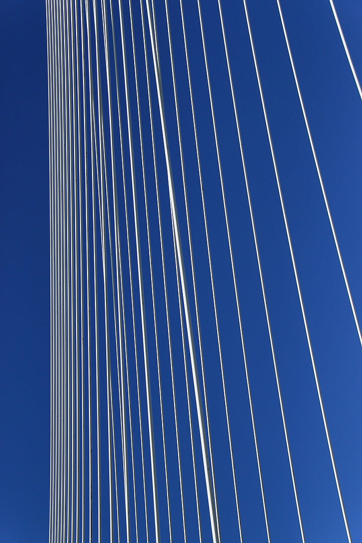 erasmus bridge, rotterdam, swan, cable stayed bridge, architecture, blue, steel