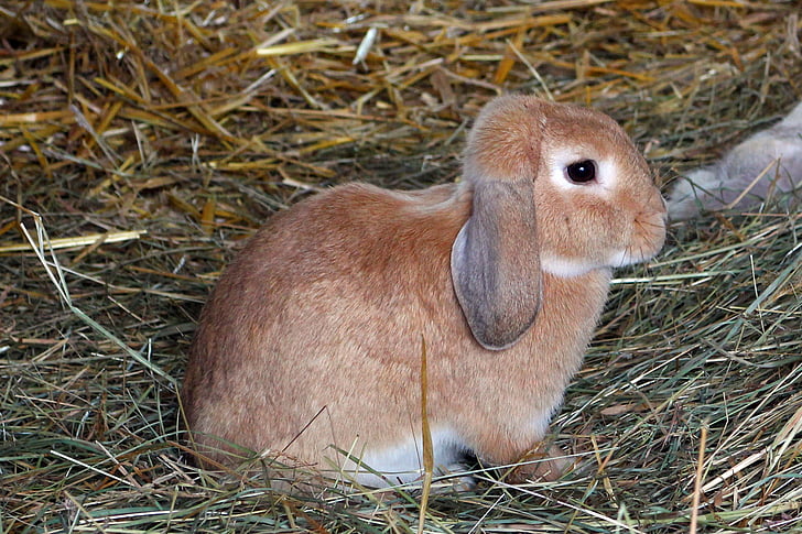 토끼, 토끼, 애완 동물, 건초, 동물, 포유 동물, 귀여운