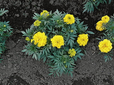 Marigold, bunga kuning, bunga musim panas, tempat tidur bunga