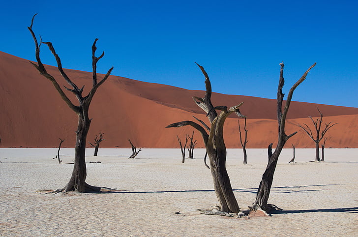 Deadvlei, Namibia, öken, torr, träd, Sossusvlei, sanddyn